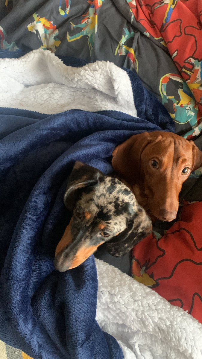 Stes_Adventures's tweet photo. @thenicolabryant @TheHarveySays Pepper and Merlin say Happy Birthday too 🎉 https://t.co/Je4lZZQuGQ