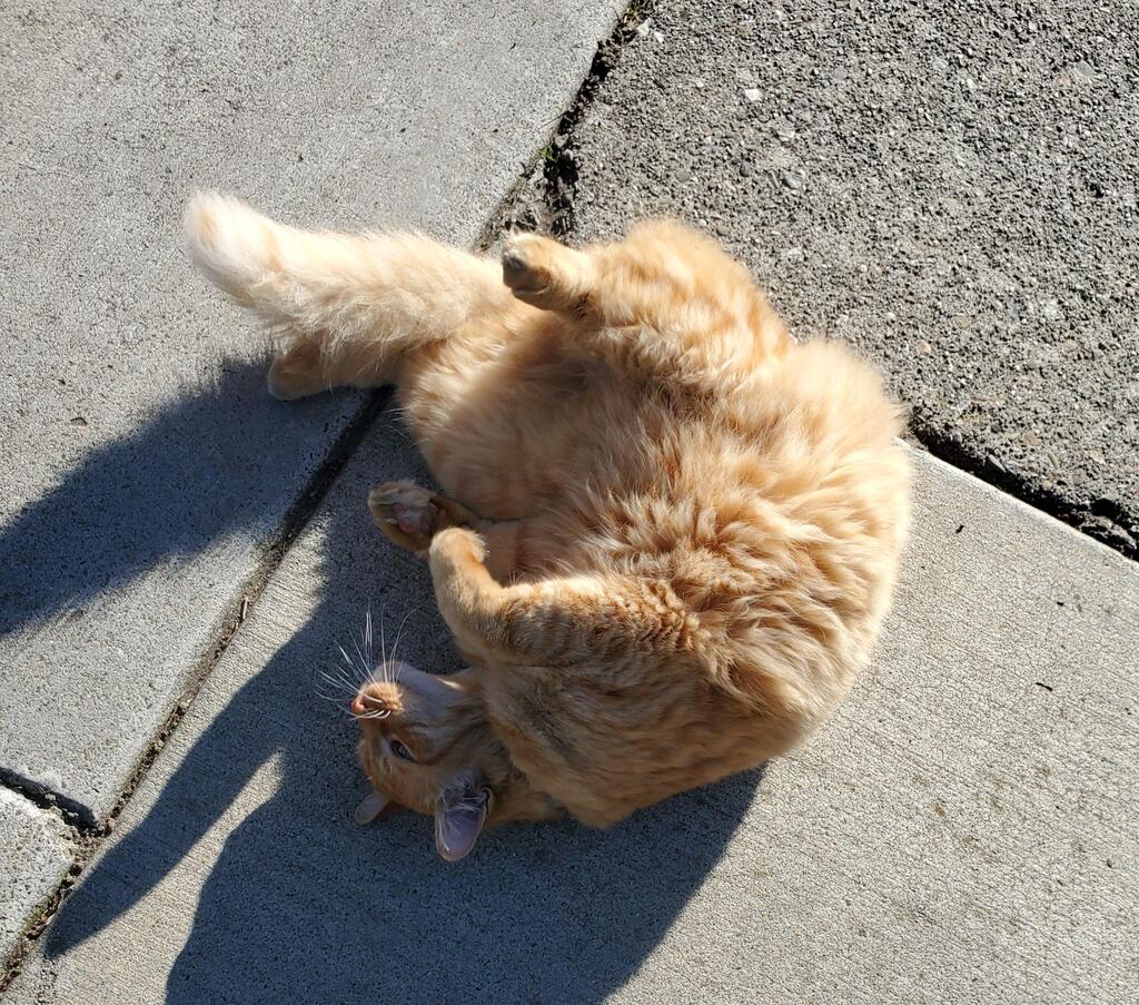This guy crossed the street to greet me and show me his floofy belly via reddit.com/r/catbellies/c…