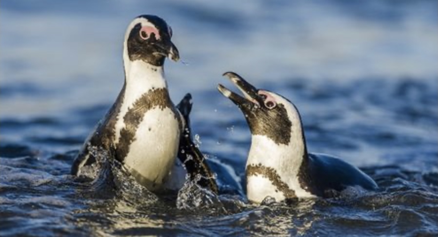 Reduce your consumption of fish to aid African Penguins because this will lessen the need for fishing companies to overfish #39canimals #savetheafricanpenguin #saveseabirds