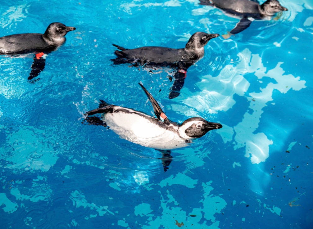 youtube.com/watch?time_con…
To be part of the solution: Watch this panel on how you can make smart decisions to make sure that the African Penguins don’t go extinct! #39canimals #SaveTheAfricanPenguin
