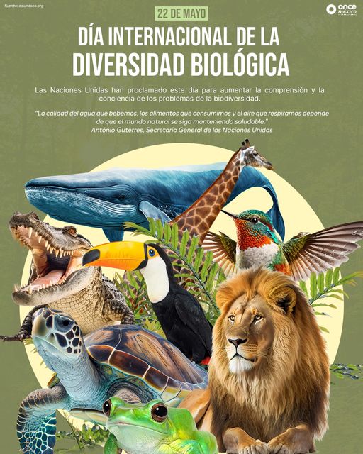 ElOnceMexico's tweet photo. Sin la biodiversidad, la Tierra no tendría vida 📷. Es el equilibrio de los ecosistemas que ayudan a la supervivencia del ser humano, sin embargo, es el mismo ser humano quien está acabando con ella 📷📷📷.
Seamos la solución tomando conciencia de su importancia 📷.
#OnceMexico https://t.co/Mrl8DI1z8w
