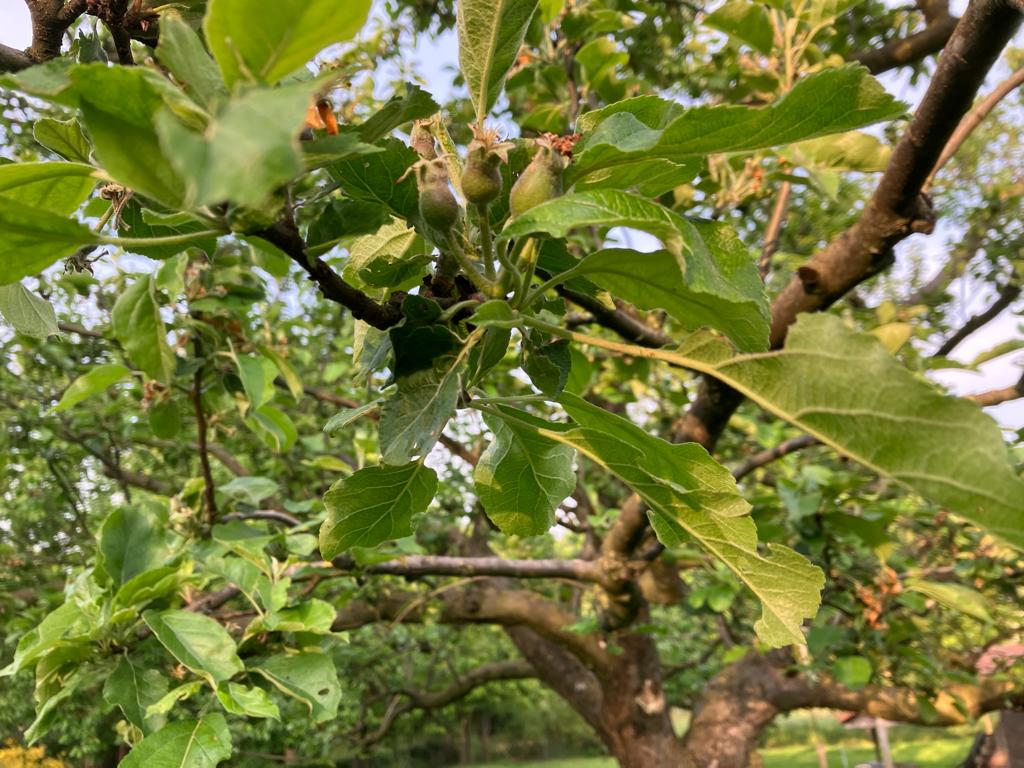 JanKluskens's tweet photo. Terwijl mijn Keuleman al duidelijk laat zijn dat hij van plan is me dit jaar veel appels te geven, bloeit mijn #brabantse bellefleur nog in de lentezon. Het ligt niet aan de #Brabanders want ook de #limburger #gronsveld klumpke staat nog te bloeien. #hoogstamboomgaard https://t.co/vhqYsDqxNd