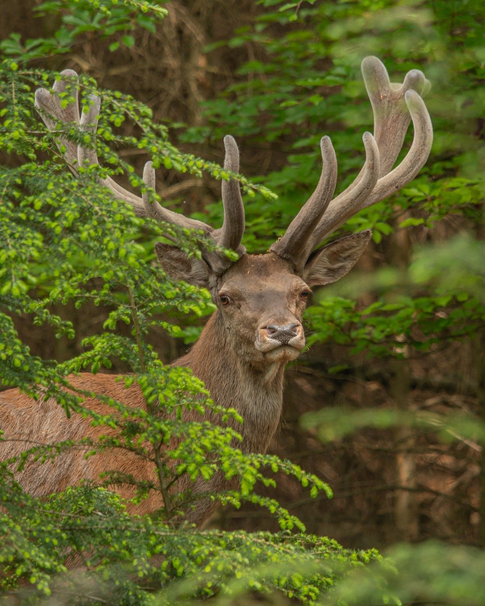 Ieder jaar na het afwerpen van de geweistangen begint het nieuwe gewei gelijk te groeien. In de zomer is het gewei volgroeid, dan begint de bast die het gewei omkleedt te jeuken. Door de jeuk schuren de edelherten langs bomen, waardoor de bast wordt verwijderd.

©Sem Rijnhout