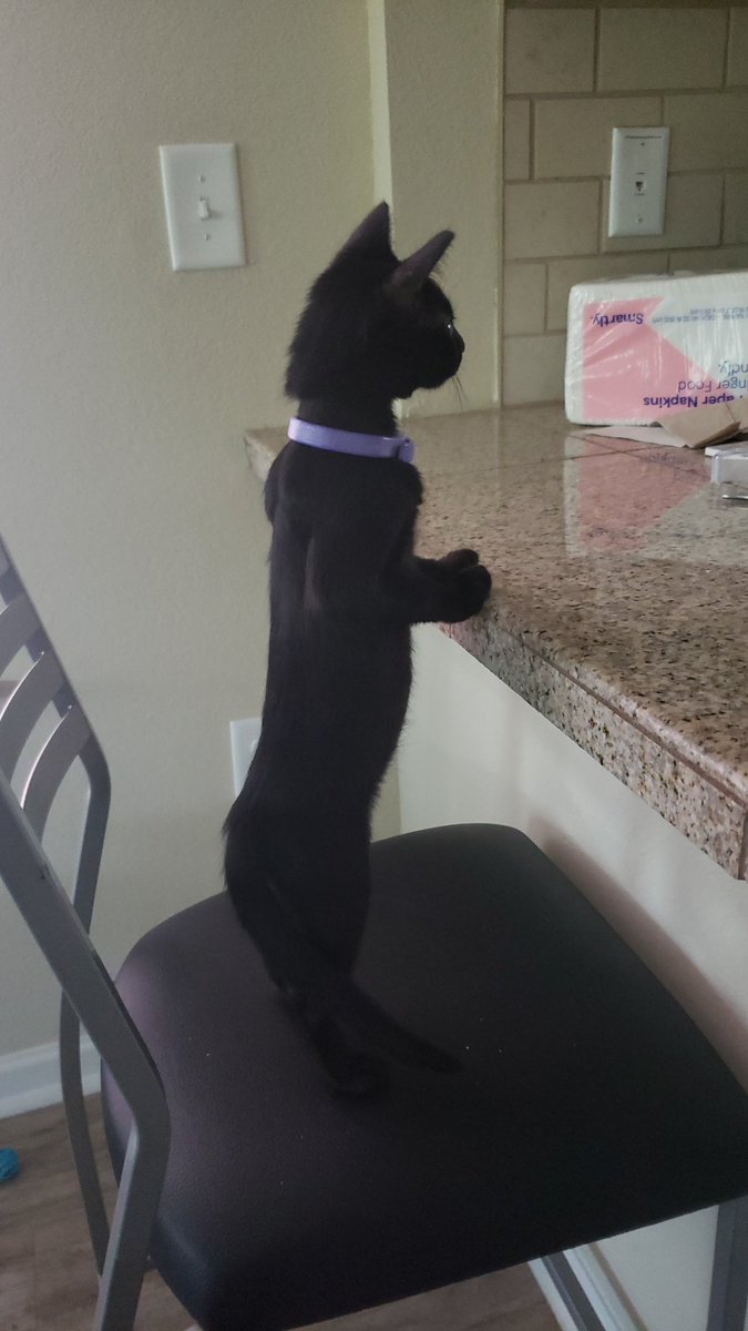 lindseyncop's tweet image. gina is 3 today 🥹🥳