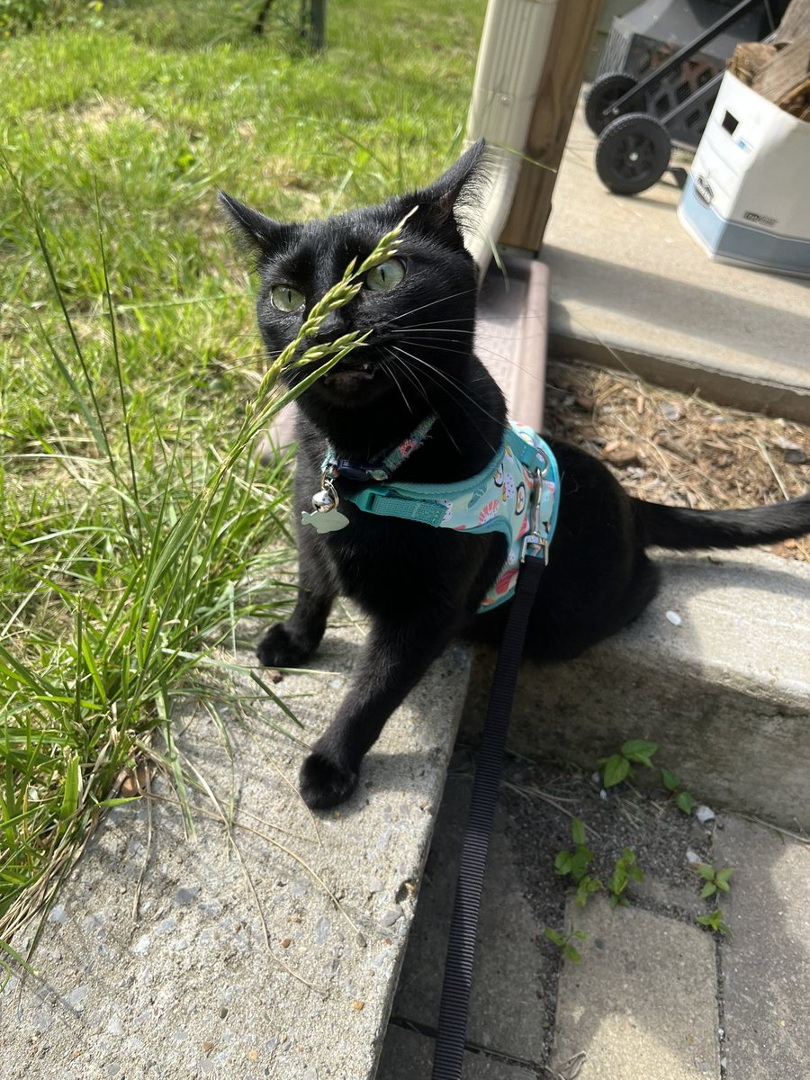 lindseyncop's tweet image. gina is 3 today 🥹🥳