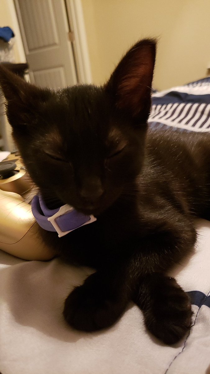 lindseyncop's tweet image. gina is 3 today 🥹🥳