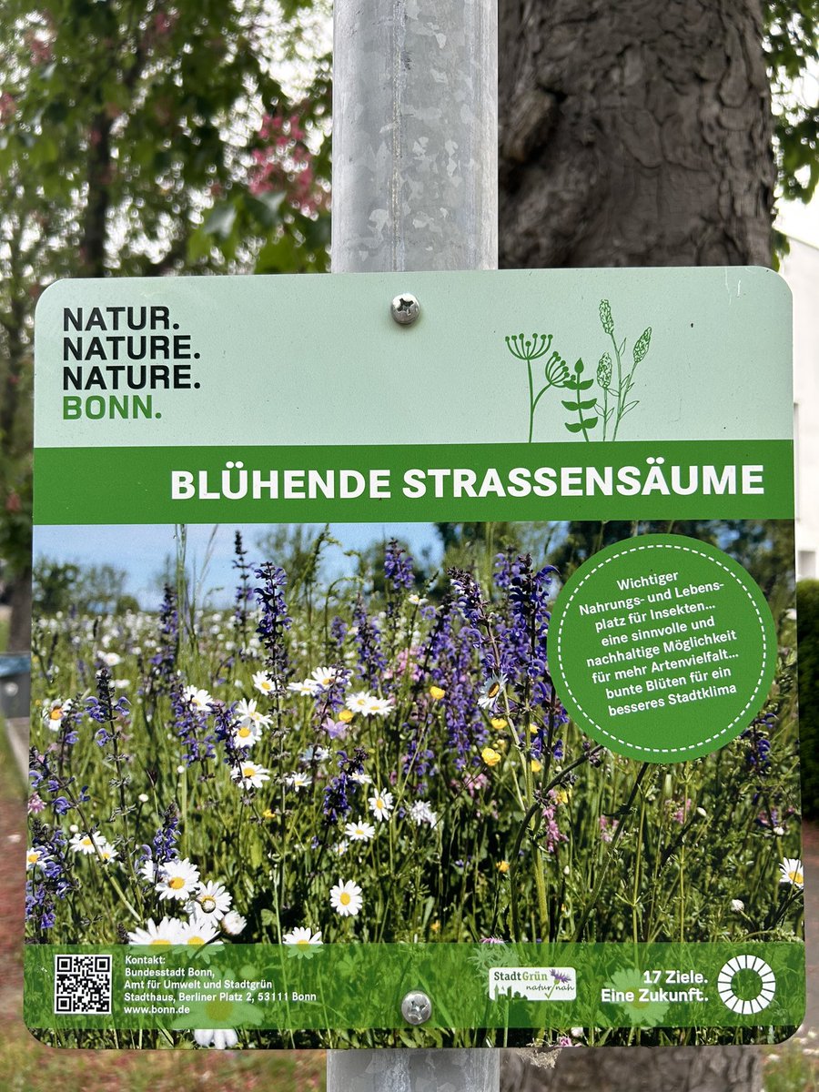 In #Bonn some sidewalks are covered with #wildflowers - heaven for 🐝🐝  
@BonnGlobal 👏  rocks for #SDGs #17ziele