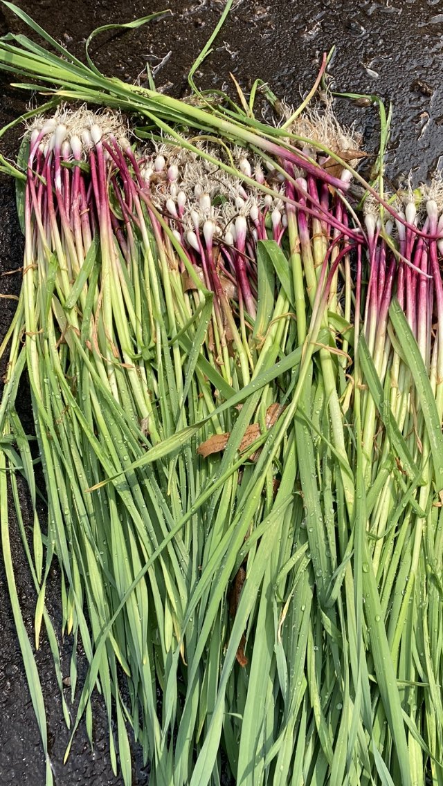 AlipaAri's tweet photo. Cooked wild garlic #forestfood https://t.co/F7nl3lddyT