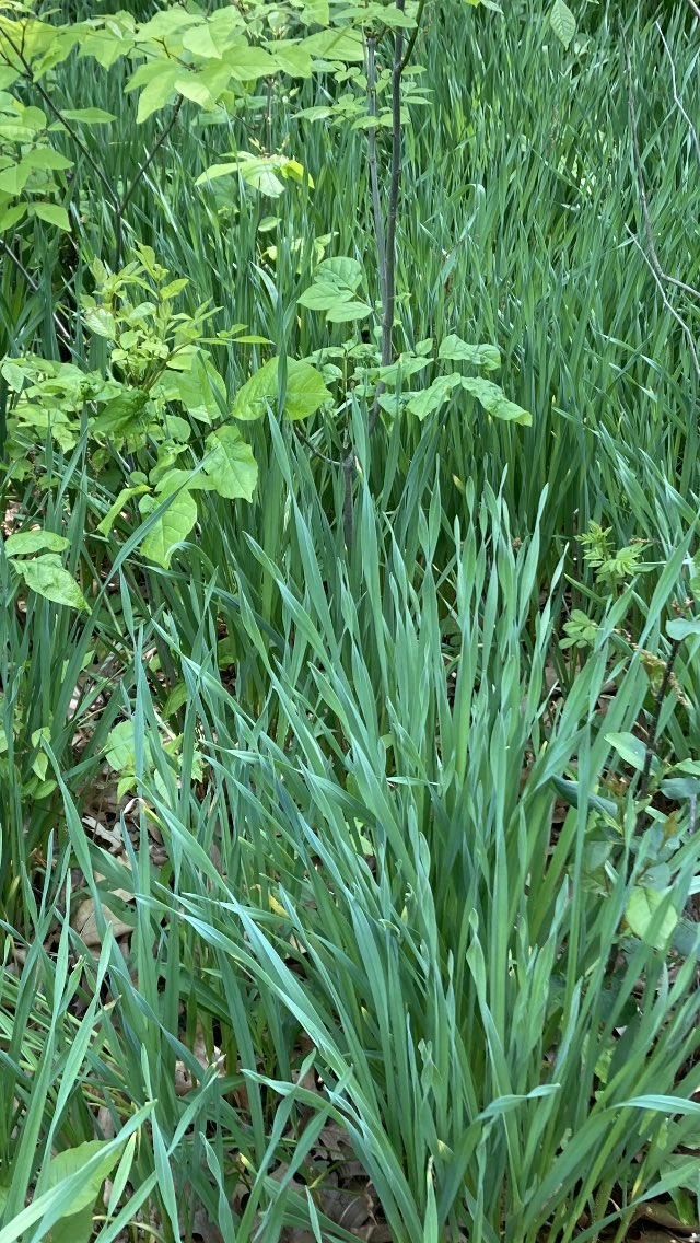 AlipaAri's tweet photo. Cooked wild garlic #forestfood https://t.co/F7nl3lddyT