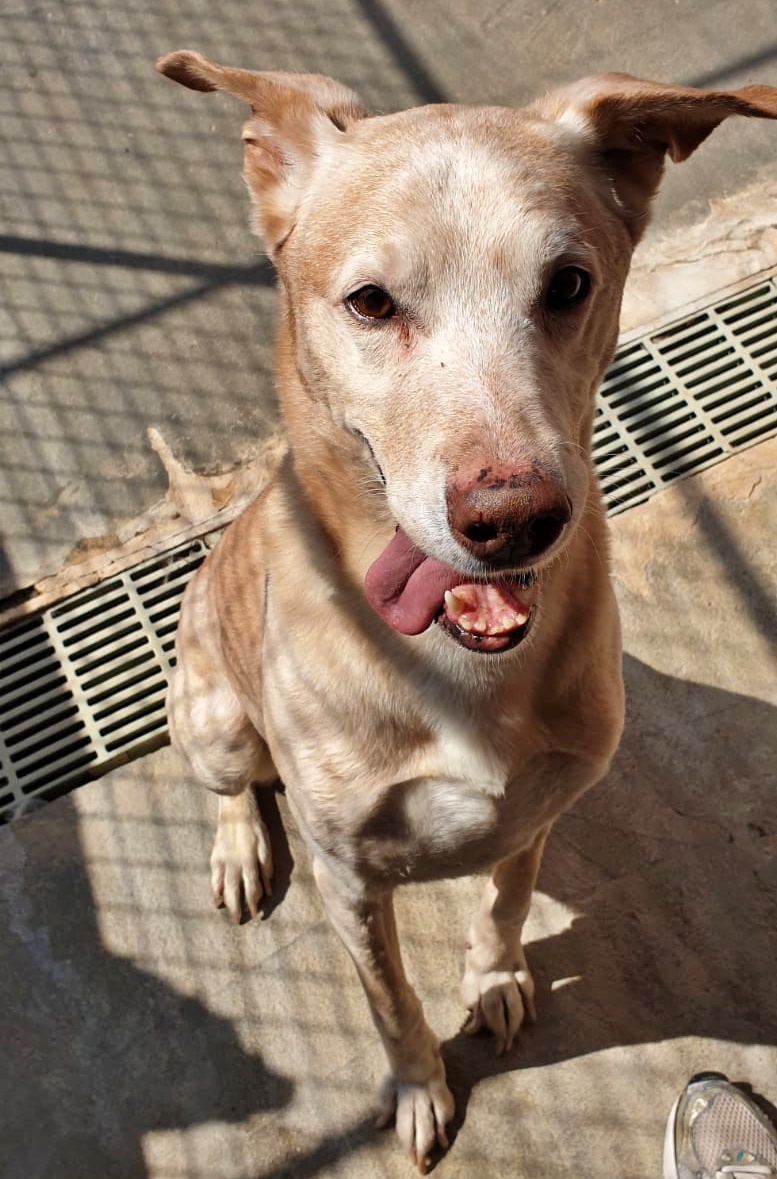 Adoptando tweet media