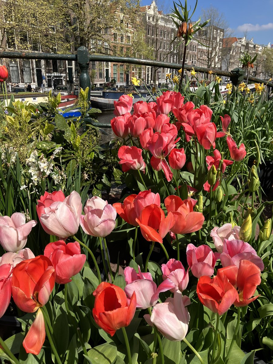AtmosFeel_Exp's tweet image. Les tulipes : l’une des #spécialités d’Amsterdam… que j’offre à @1mot1photo #1mot1photo histoire de fayoter un peu 😉