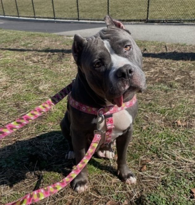 Julie🌻🐾 (@myboxerluvmac1) on Twitter photo 🎉🎊 Tinsel 🎊🎉
Has been Reserved !🎉
Tysvm to the great:
<a href="/lendapaw_inc/">Lend-a-Paw Inc.</a>❤️
+ yr Foster❤️
Tysvm 2 all 4 Pledging, Caring + Sharing! We couldn't have done it
w/o u💗
Pls wait 4 freedom pics/info FRIM Lend A Paw, as they collect their own pledges.❤️
Tysvm❤️ 🎉🎊 Tinsel 🎊🎉
Has been Reserved !🎉
Tysvm to the great:
<a href="/lendapaw_inc/">Lend-a-Paw Inc.</a>❤️
+ yr Foster❤️
Tysvm 2 all 4 Pledging, Caring + Sharing! We couldn't have done it
w/o u💗
Pls wait 4 freedom pics/info FRIM Lend A Paw, as they collect their own pledges.❤️
Tysvm❤️