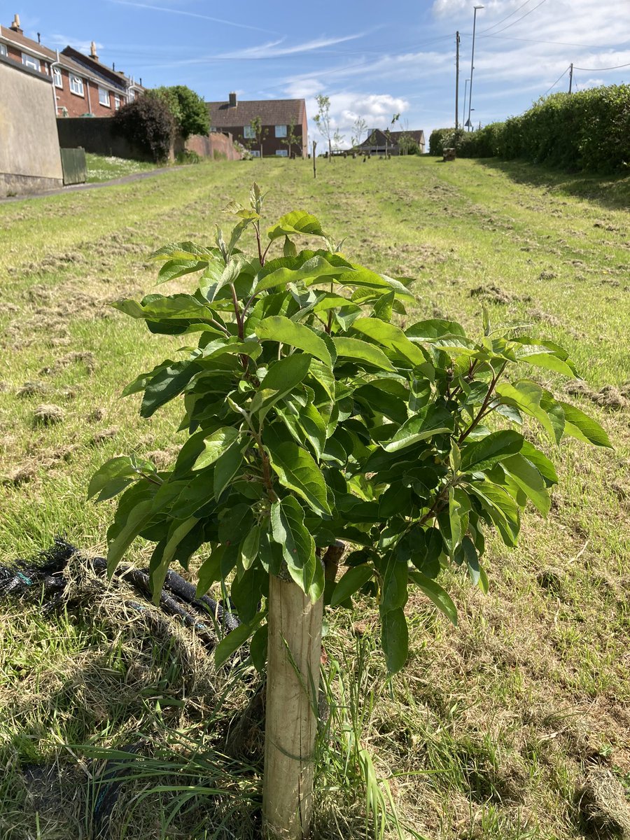 PeasedownTrust's tweet photo. Peasedown St John’s Community Orchard turn 2 this year… and it’s looking fab 🤩 🌳 🍏 

Thanks to the team at @Curo_Group who look after it so well 👏 

#Peasedown #CommunityOrchard #OutsideSpaces https://t.co/6nt58FiGg8