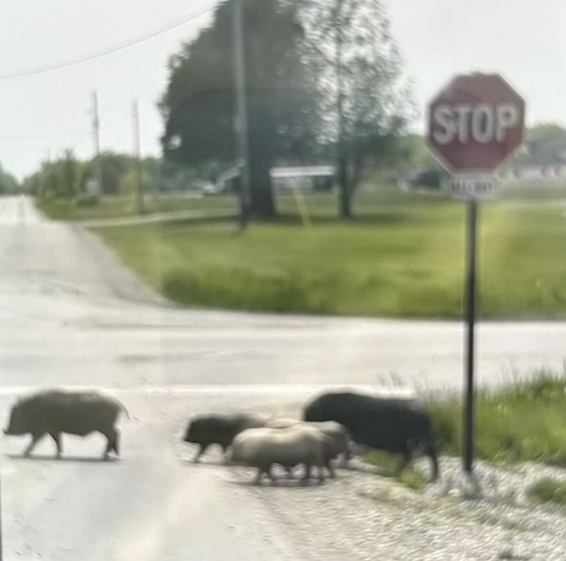 Heads up farmers around Hagersville, I just received a photo from a land owner of wild hogs. This is on first line, west of the tracks. Has been reported.