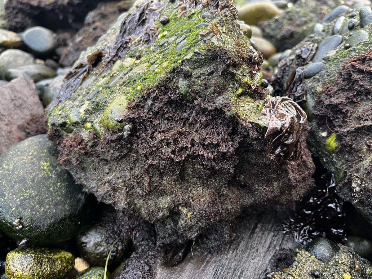 AlgaLab's tweet photo. Buenos días, desde Dalcahue comenzando otra jornada de trabajo 💪🙌
#AlgalabEnChiloe #AlgalabEnTerreno #Algas #chiloe #chiloeisland #chile #seaweeds #dalcahue https://t.co/LP4N4UlThk