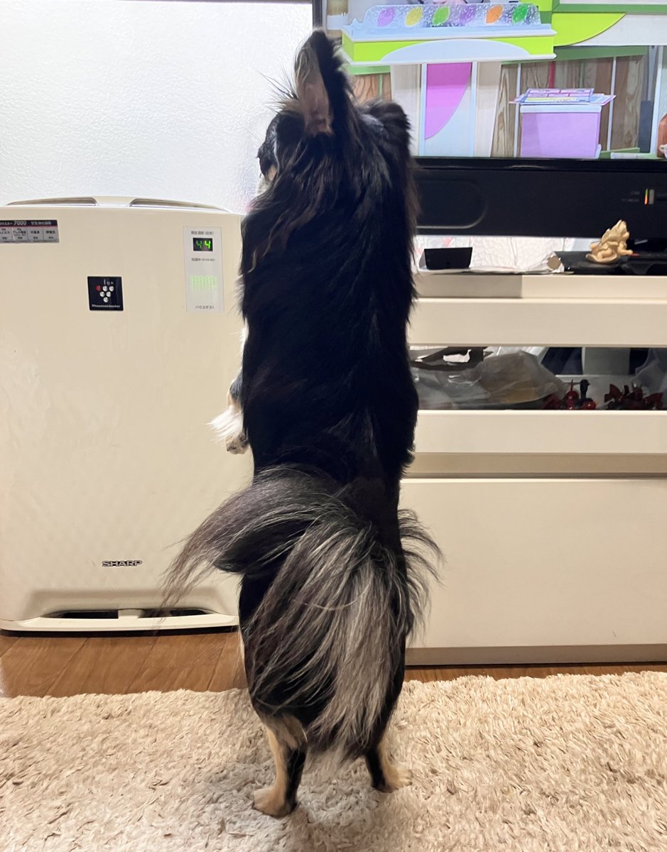 人間みたいにまっすぐ立つねぇ

#チワワのいる暮らし 
#犬のいる暮らし https://t.co/dLL4qXJ7oG