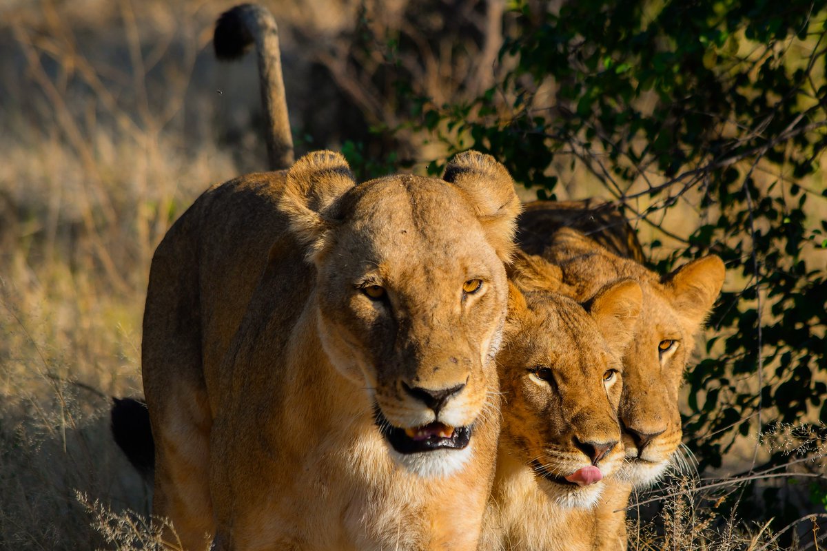 Some amazing adventures in Botswana over the last two weeks! 🇧🇼 #travel #nature #backpacking #travelphotography #TravelTheWorld #adventuretime #hikingadventures #parkchat #NEVERSTOPexploring