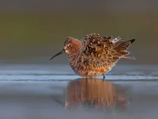 Curlew Sandpiper is a migratory shorebird that breeds in the Siberian high arctic tundra. It has an expansive nonbreeding range, spending the boreal winter anywhere from West Africa to New Zealand. Read more in the new species account: bit.ly/45lONzA
#ornithology