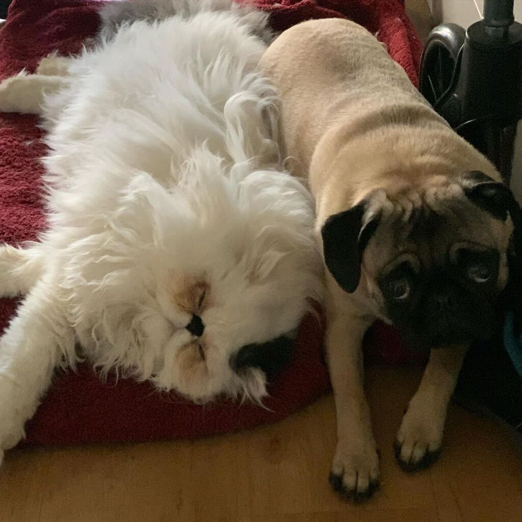 Caitec_inc's tweet photo. Tfw you share a bed with a bed hog. 🥺 #Caitec 

[via Instagram | @supa_pelusa] https://t.co/Je3kSvhdhh https://t.co/DbsnlVZaFF