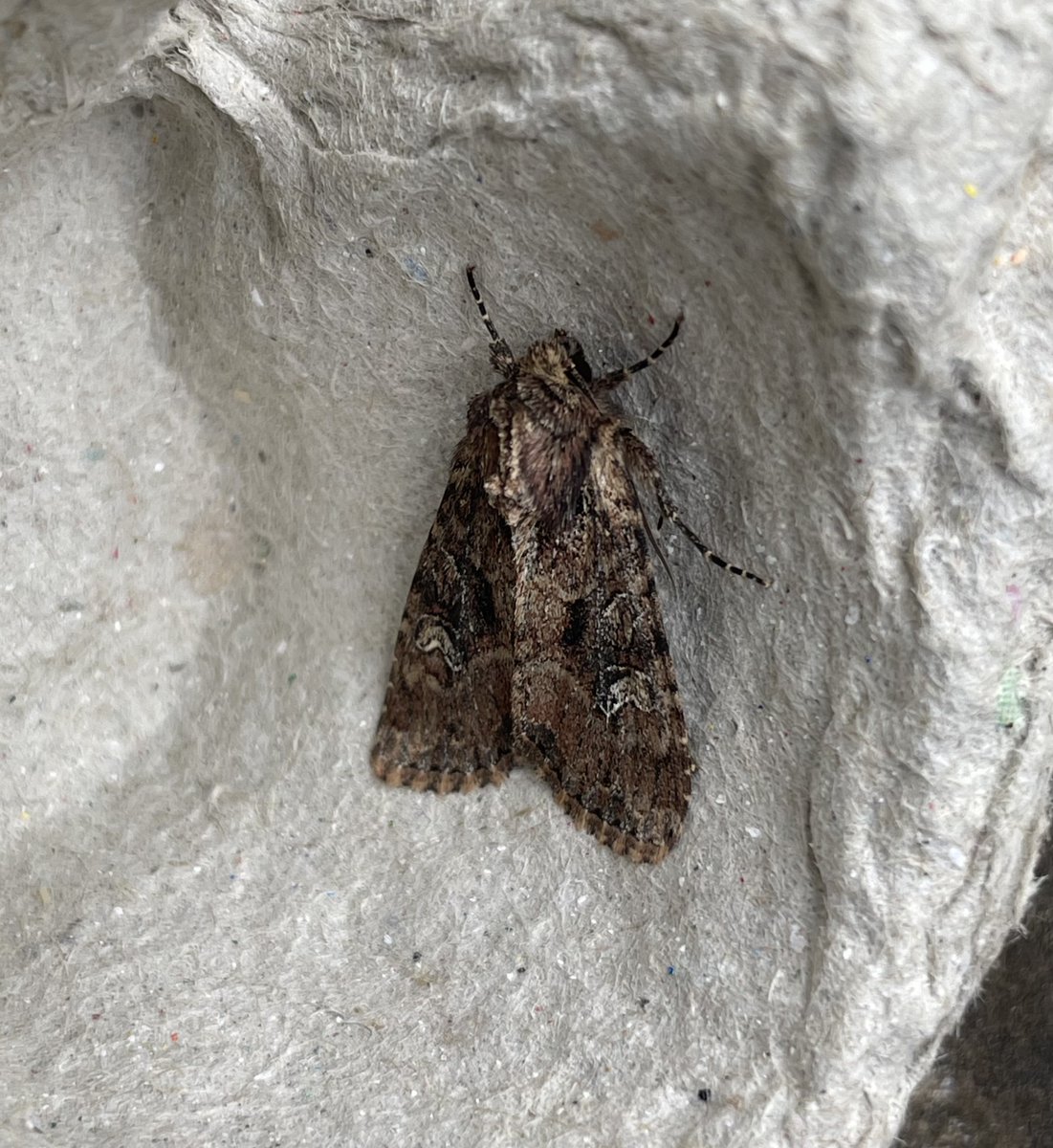 GarryNobbs's tweet photo. Small Clouded Brindle and Rustic Shoulder-knot were lured to the trap last night. https://t.co/pcaWkgjOgv