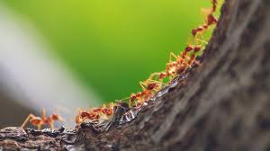 WonderVinod's tweet photo. Which animals are essential for our survival❓
Take a guess....

Fish ? Chicken ? Pork ?
Beef ?? Lamb?? Goat??
Turkey??? Duck???......

You may think that sufficient supplies of these are enough for survival.
NO..NO...NO‼️

Human beings better thank their real saviors..🤗

The 🐜Ants....🐝Bees.....
🦇Bats🦇🐦Birds🐸....Frog...🪲Termites.

Surprised⁉️
Yes, these are essential for all life on our planet !!
Few fun facts about these friends of nature👍😍

🐜ANTS...🐜🐜🐜🐜🐜👉

20,000,000,000,000,000 Ants Live On Earth.😳
Which is about 12 million tonnes of dry carbon. This equals about one-fifth of the total weight of humans!!
👉There are over 12000 species.
👉Aid in decomposition and turn up more Soil than earthworms.
👉Aerate the soil and recycle nutrients and help in plant growth.
👉Help reduce the usage of chemical fertilizers and the need for irrigation.
👉Help in seed-harvesting.
👉Help cleaning up the rain forests.

🐝BEES...🐝🐝🐝🐝🐝

👉There are over 12000 species.
👉Pollination 〰️maintaining the food supply chain for all other animals.
👉Bees pollinate one in three mouthfuls we eat.
👉Honey is Bee's winter food.
👉70% of the world's agriculture depends on bees.
👉Bees are the only living species who do not carry any pathogen.

🦇BATS...🦇🦇🦇🦇🦇

Often portrayed as creepy flighty creatures in Hollywood films, the fact is that bats are exceptionally important to our ecosystem. 

👉Over 1200 species.
👉Biological Pest Control Police.The real Batman!!
👉Nature's Pest control agents😎 They consume millions of pests and insects and save billions of dollars of crops each year, while reducing the need for chemical pesticides.
Farmers are grateful🤗
👉Mosquitoes are vectors of deadly diseases such as malaria and dengue fever. A single brown bat can eat up to a thousand mosquitoes in one hour! Can you beat it..??
👉Called the “farmers of the tropics”, due to their effective seed-dispersing of plants such as avocados, figs, cashews, and dates, and their aid in restoring forests.
👉Nectar-eating bats are crucial pollinators for over 500 plant species, many of which are ecologically significant.

🐦BIRDS...🐥🐤🐧🦤🦉🦩

About 10,000 species❗

👉The 'Ecological Jack of all Trades'
👉Though ant, termite, bat, and frog species might be the masters of their trades, birds certainly seem like the jack of them all!
👉Birds perform a broad variety of ecological roles, including forest decomposition, insect pest control, nutrient recycling, bio-indication of ecosystem health, plant pollination, and seed dispersal.

🐸FROGS...🐸🐸🐸🐸🐸

Frogs are far more important to humans than being used for high school  dissection experiments.

👉Over 6000 species❗
👉Act as  bio-indicators, which means they indicate the health of the ecosystem.
👉One of the first animals to react to biological hazards..helpful as warning systems
👉Insect control. 
👉Food source to many carnivorous species.

🪲TERMITES...🪲🪲🪲🪲

Though they destroy our homes and are responsible for billions of dollars needed for annual repairs, termites are far more beneficial  than harmful to humans‼️

👉Over 2750 species
👉The real Terminators!!Devouring Decomposing Materials- vital roles in recycling ecosystem energy, as well as in balancing biogeochemical cycles.
👉Think about it … what would we do without termites to clean up all the decomposing material? We might drown in cellulose-based litter, like autumn leaves and tree branches!

       ⚠️WARNING⚠️
One thing is certain: Despite all our technological advances we are completely dependent on healthy and vibrant ecosystems for our water, food, medicines, clothes, fuel, shelter and energy, just to name a few.
This involves respecting, protecting, and repairing our biological wealth.
We must preserve our rich Biodiversity ‼️

#InternationalDayforBiologicalDiversity
