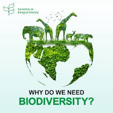 WonderVinod's tweet photo. Which animals are essential for our survival❓
Take a guess....

Fish ? Chicken ? Pork ?
Beef ?? Lamb?? Goat??
Turkey??? Duck???......

You may think that sufficient supplies of these are enough for survival.
NO..NO...NO‼️

Human beings better thank their real saviors..🤗

The 🐜Ants....🐝Bees.....
🦇Bats🦇🐦Birds🐸....Frog...🪲Termites.

Surprised⁉️
Yes, these are essential for all life on our planet !!
Few fun facts about these friends of nature👍😍

🐜ANTS...🐜🐜🐜🐜🐜👉

20,000,000,000,000,000 Ants Live On Earth.😳
Which is about 12 million tonnes of dry carbon. This equals about one-fifth of the total weight of humans!!
👉There are over 12000 species.
👉Aid in decomposition and turn up more Soil than earthworms.
👉Aerate the soil and recycle nutrients and help in plant growth.
👉Help reduce the usage of chemical fertilizers and the need for irrigation.
👉Help in seed-harvesting.
👉Help cleaning up the rain forests.

🐝BEES...🐝🐝🐝🐝🐝

👉There are over 12000 species.
👉Pollination 〰️maintaining the food supply chain for all other animals.
👉Bees pollinate one in three mouthfuls we eat.
👉Honey is Bee's winter food.
👉70% of the world's agriculture depends on bees.
👉Bees are the only living species who do not carry any pathogen.

🦇BATS...🦇🦇🦇🦇🦇

Often portrayed as creepy flighty creatures in Hollywood films, the fact is that bats are exceptionally important to our ecosystem. 

👉Over 1200 species.
👉Biological Pest Control Police.The real Batman!!
👉Nature's Pest control agents😎 They consume millions of pests and insects and save billions of dollars of crops each year, while reducing the need for chemical pesticides.
Farmers are grateful🤗
👉Mosquitoes are vectors of deadly diseases such as malaria and dengue fever. A single brown bat can eat up to a thousand mosquitoes in one hour! Can you beat it..??
👉Called the “farmers of the tropics”, due to their effective seed-dispersing of plants such as avocados, figs, cashews, and dates, and their aid in restoring forests.
👉Nectar-eating bats are crucial pollinators for over 500 plant species, many of which are ecologically significant.

🐦BIRDS...🐥🐤🐧🦤🦉🦩

About 10,000 species❗

👉The 'Ecological Jack of all Trades'
👉Though ant, termite, bat, and frog species might be the masters of their trades, birds certainly seem like the jack of them all!
👉Birds perform a broad variety of ecological roles, including forest decomposition, insect pest control, nutrient recycling, bio-indication of ecosystem health, plant pollination, and seed dispersal.

🐸FROGS...🐸🐸🐸🐸🐸

Frogs are far more important to humans than being used for high school  dissection experiments.

👉Over 6000 species❗
👉Act as  bio-indicators, which means they indicate the health of the ecosystem.
👉One of the first animals to react to biological hazards..helpful as warning systems
👉Insect control. 
👉Food source to many carnivorous species.

🪲TERMITES...🪲🪲🪲🪲

Though they destroy our homes and are responsible for billions of dollars needed for annual repairs, termites are far more beneficial  than harmful to humans‼️

👉Over 2750 species
👉The real Terminators!!Devouring Decomposing Materials- vital roles in recycling ecosystem energy, as well as in balancing biogeochemical cycles.
👉Think about it … what would we do without termites to clean up all the decomposing material? We might drown in cellulose-based litter, like autumn leaves and tree branches!

       ⚠️WARNING⚠️
One thing is certain: Despite all our technological advances we are completely dependent on healthy and vibrant ecosystems for our water, food, medicines, clothes, fuel, shelter and energy, just to name a few.
This involves respecting, protecting, and repairing our biological wealth.
We must preserve our rich Biodiversity ‼️

#InternationalDayforBiologicalDiversity