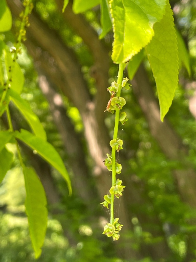 NatureSpotsApp's tweet photo. #Pterocaryafraxinifolia #Plant  in a Park #habitat  🦔  Link: https://t.co/4LjStxcFjz 🌻 Get the @NatureSpotsApp on https://t.co/hwNqbFxUMt and and start exploring #nature! 💚 "Kaukasische Flügelnuss (Pterocarya fraxinifolia)" says Franz about this Plant. #naturelovers #natur … https://t.co/HjI3omEUFn