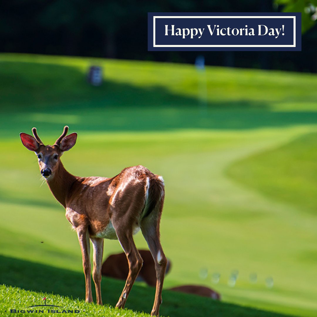 bigwinisland's tweet photo. Happy Victoria Day! We are excited to have our members back on the Island and golfing again!
#bigwinislandgolf #victoriaday #maylongweekend #lakeofbays #explorebigwin #summerishere #discovermuskoka https://t.co/HLoF9U0LYP