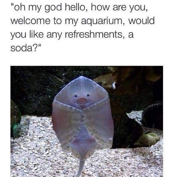 Merm𝔸𝔻𝔸 tweet media