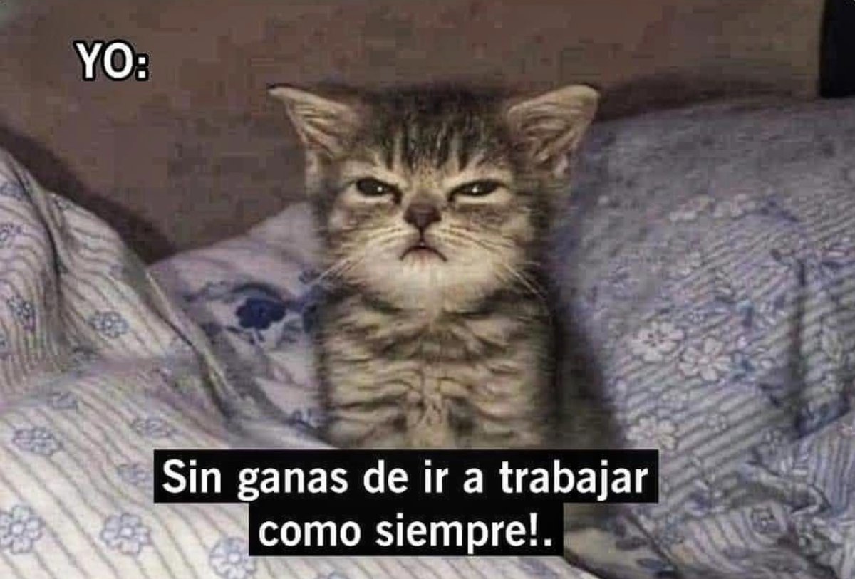 — ¿Cómo amaneciste hoy?

— …