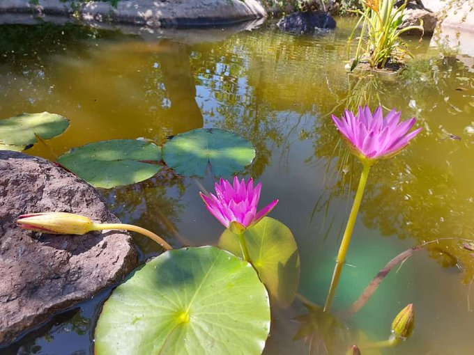 “When the last tree has been cut down, the last fish caught, the last river poisoned, only then will we realize that one cannot eat money.”
#biodiversityweek2023 #WorldBiodiversityDay #biodiversityfestival #Youth4Biodiversity #closethecages #Changelivesforever