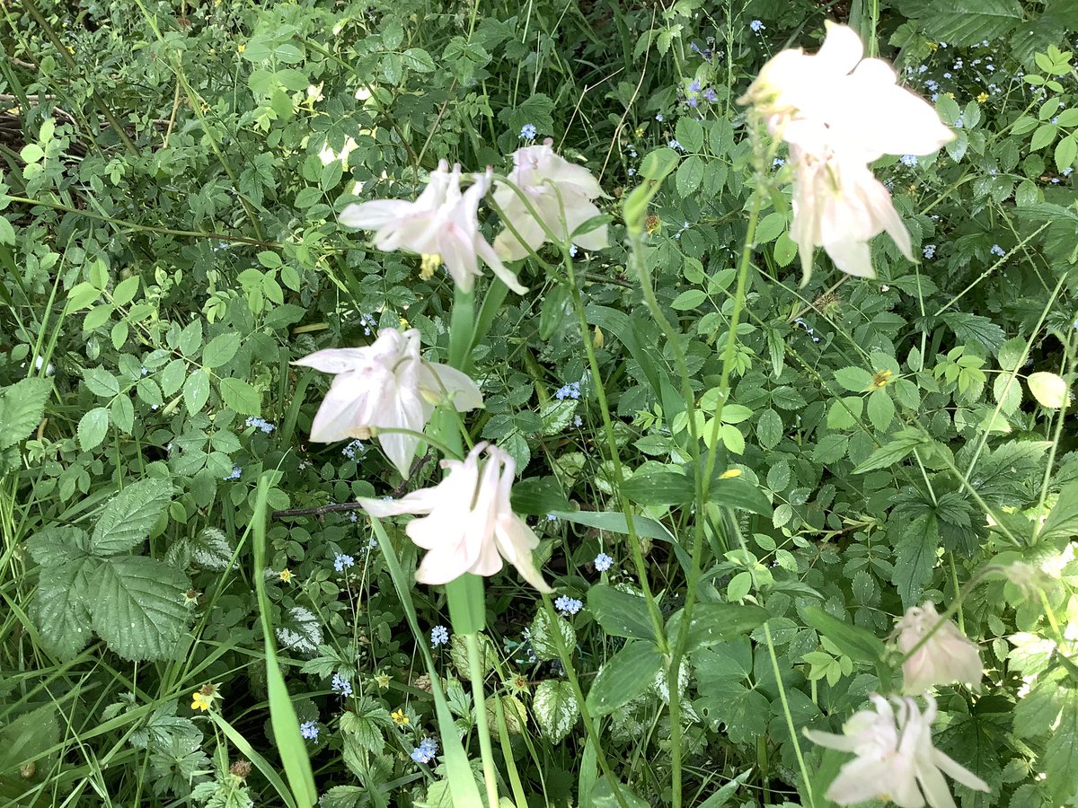 I asked the grass cutters to leave a patch uncut at the back of our communal Garden and here is the result, old fashioned wild flowers in abundance. Happy Days. “Give wild flowers a chance to grow”