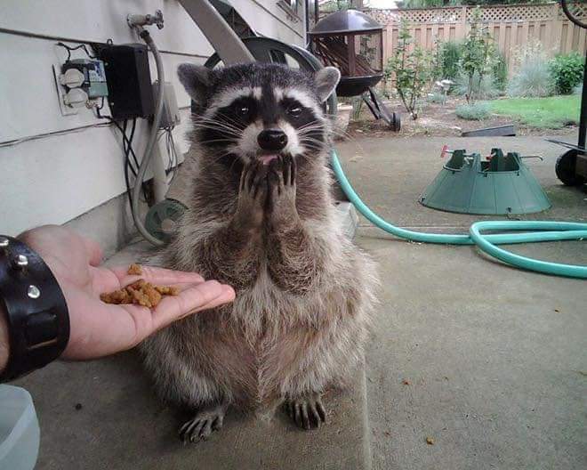 wooffamily_'s tweet photo. These raccoons will make your day ๐
#fluffymood #fluffypuppy #raccoonlove https://t.co/L5B2NZgmQT
