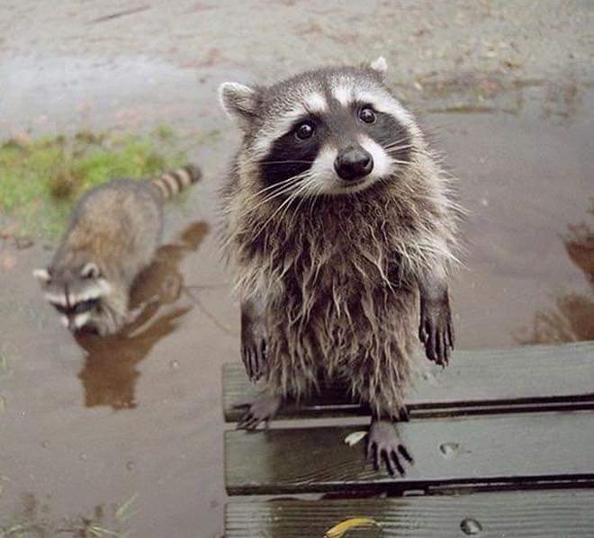 wooffamily_'s tweet photo. These raccoons will make your day ๐
#fluffymood #fluffypuppy #raccoonlove https://t.co/L5B2NZgmQT