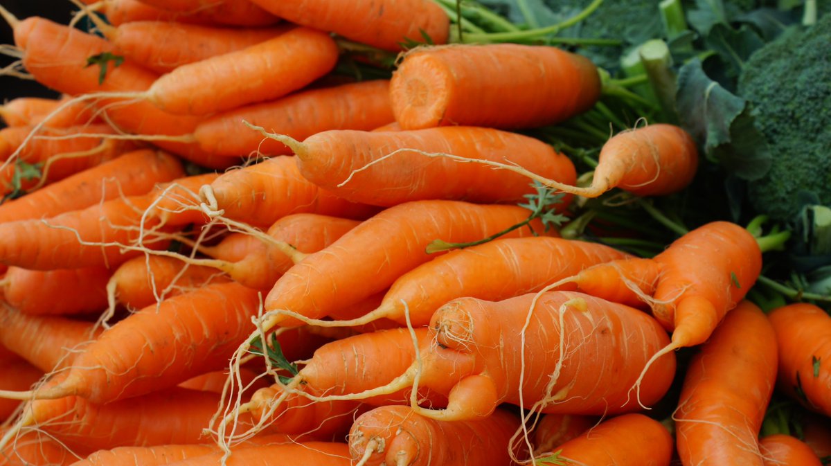TimourPetit's tweet photo. Carrots are root vegetables that are rich in nutrients like vitamin A, fiber, and potassium. They are versatile vegetables that can be eaten raw or cooked in different ways. #randomvegetableoftheday #Random https://t.co/AF3yWhJbYv