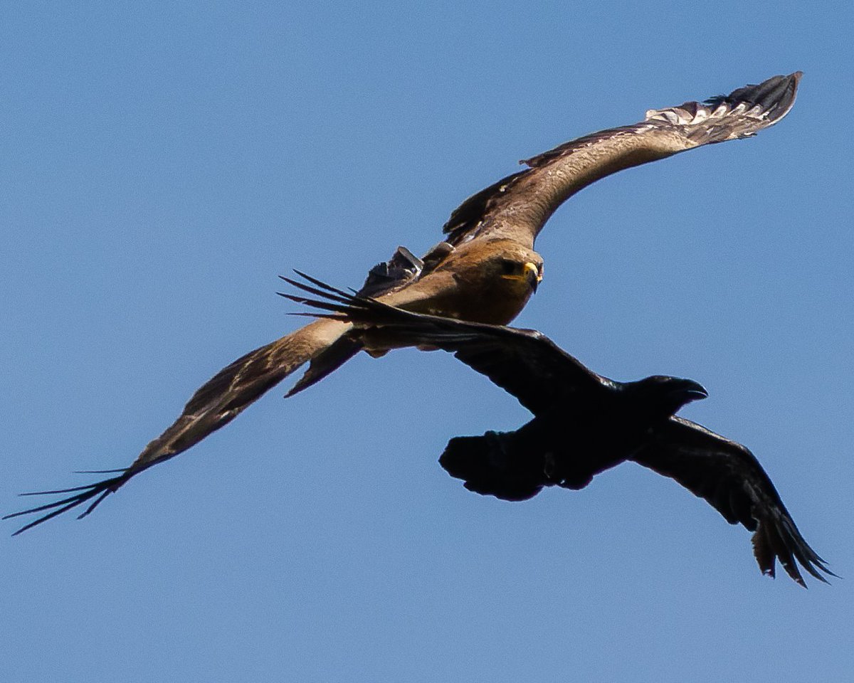 Bozkır Kartalı “Yörük” Yurda Döndü🦅

🦅Konya'da uydu vericisi takılarak 1 yıldır takip edilen "Yörük" adlı bozkır kartalı, "Türkiye'deki Nesli Tehlike Altındaki Türler İçin Eylem Planlarının Hazırlanması, Uygulanması ve İzlenmesi Projesi" kapsamında Genel Müdürlüğümüzce anlık