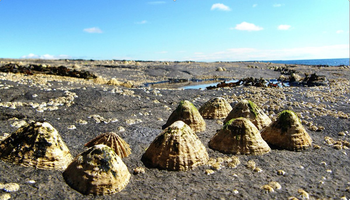 Opportunity for FULLY PAID 8-week student placement at the University of Plymouth on #Limpet breeding in a changing world. 📢  aries-dtp.ac.uk/limpet-breedin… Deadline June 2nd