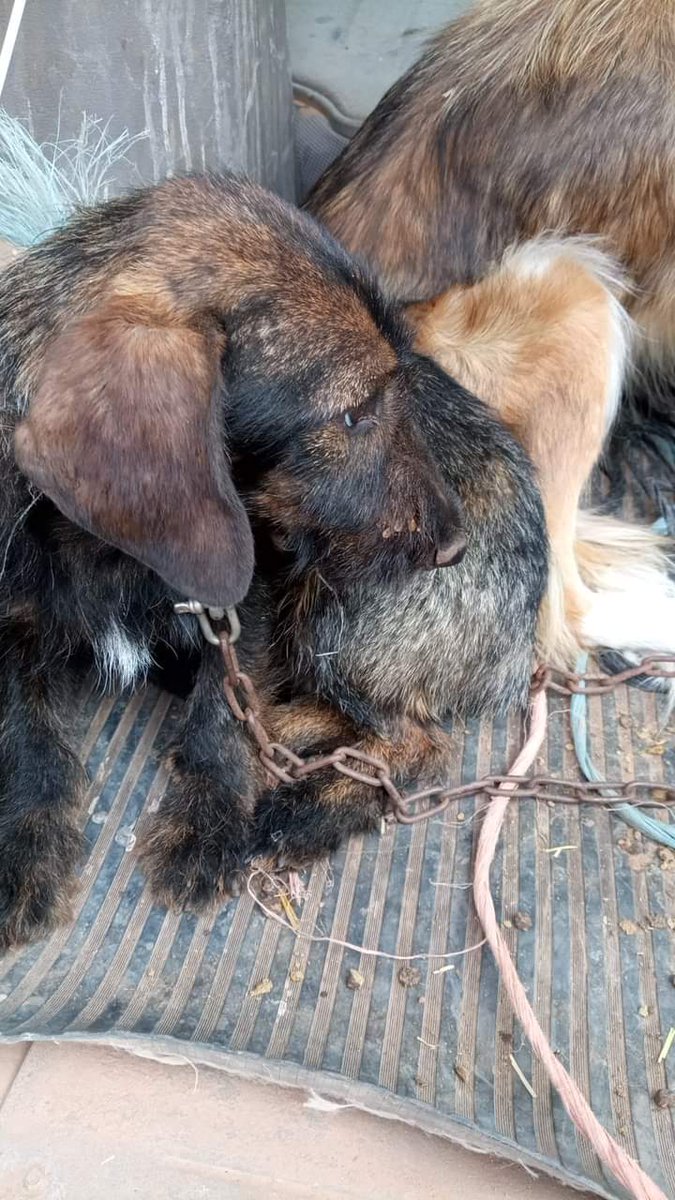 Nuevas entradas hoy. Las imágenes hablan por si solas. Bienvenidos, aquí no hay nada que temer. Vuestras nuevas vidas empiezan ahora 💔.
