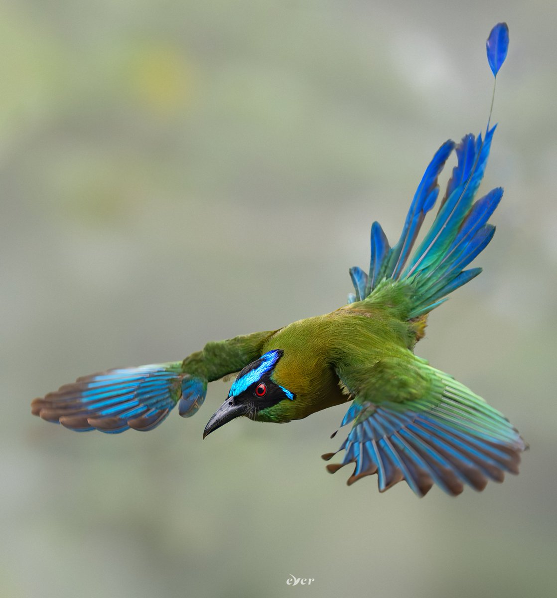 #AvesEspectacularesDeColombia 
Barranquero Andino/Andean Motmot 💙💚
#BirdsSeenIn2023