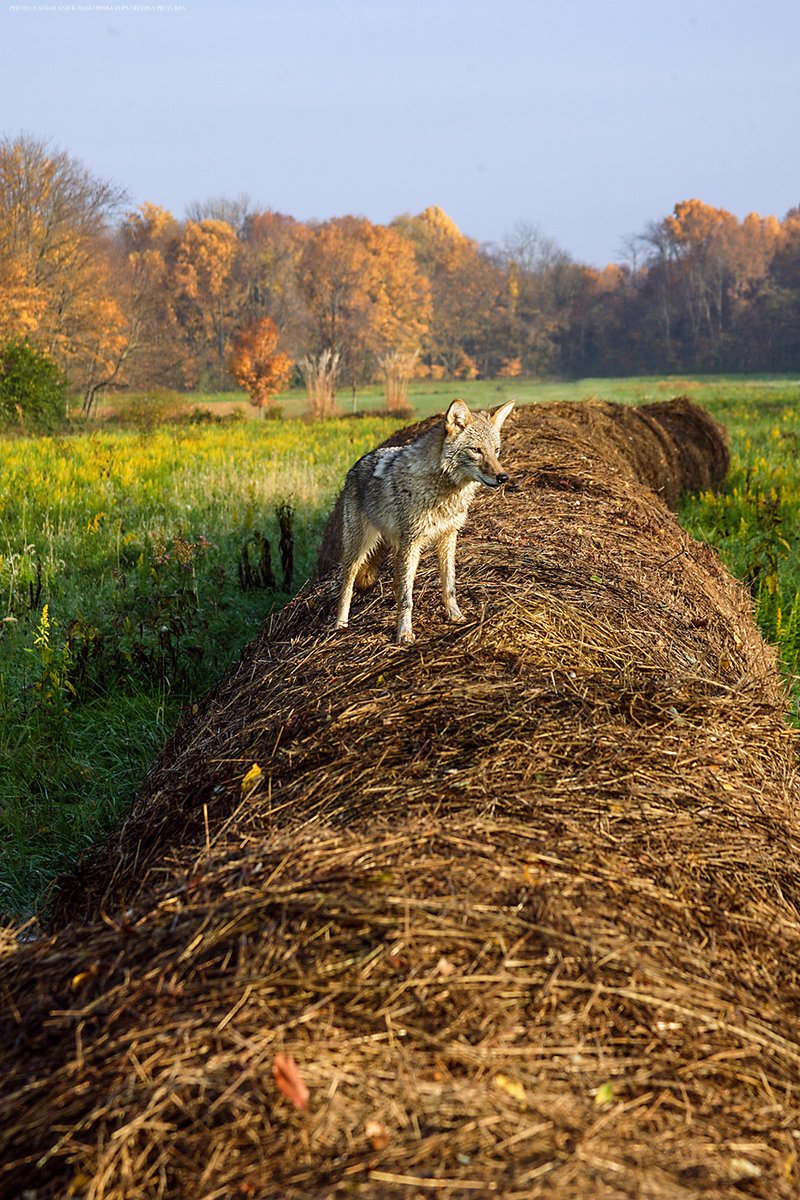 ScienceMagazine: Fear of large predators drives smaller predators into human-inhabited areas they perceive as safer—but where risk is greater, a new Science study finds. The results describe a “paradox of the lethal human shield.”

Learn more: …