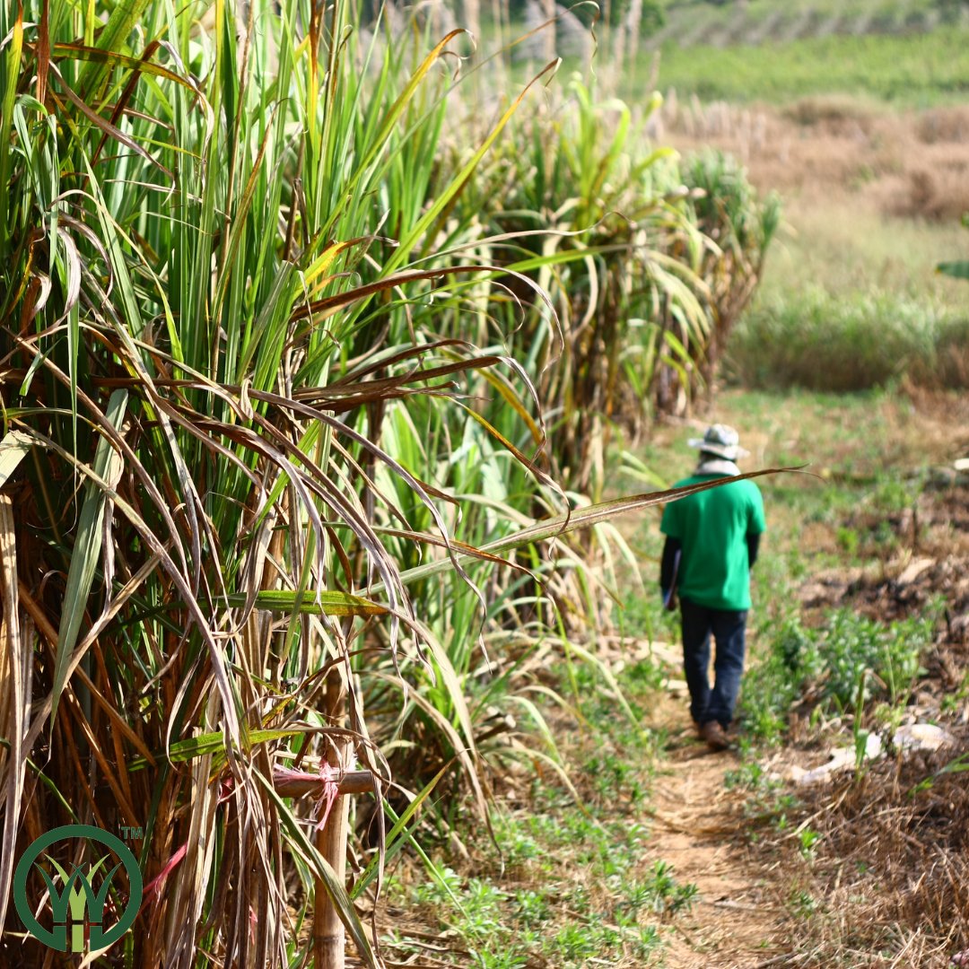 With approximately 362 000 ha of land used to grow #sugarcane in KZN &amp; Mpumalanga, the industry comprises of 20 711 #smallscalegrowers and 1126 commercial growers, serving as a catalyst to #economicgrowth and development in many of the country’s #rural areas. 👨‍🌾👩‍🌾