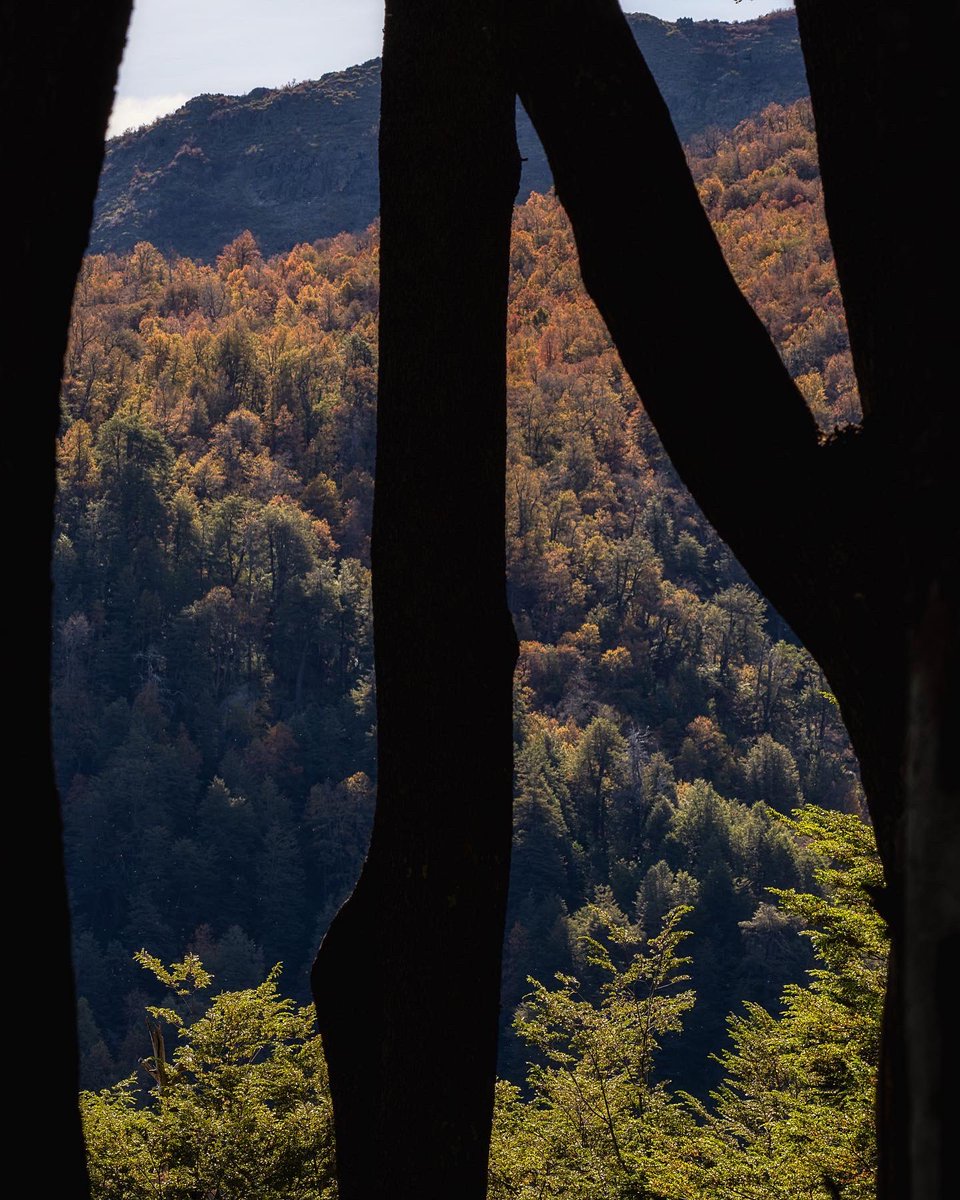 albornozlj's tweet photo. Altos de Lircay, una ventana al otoño https://t.co/oyyMhbmwh5