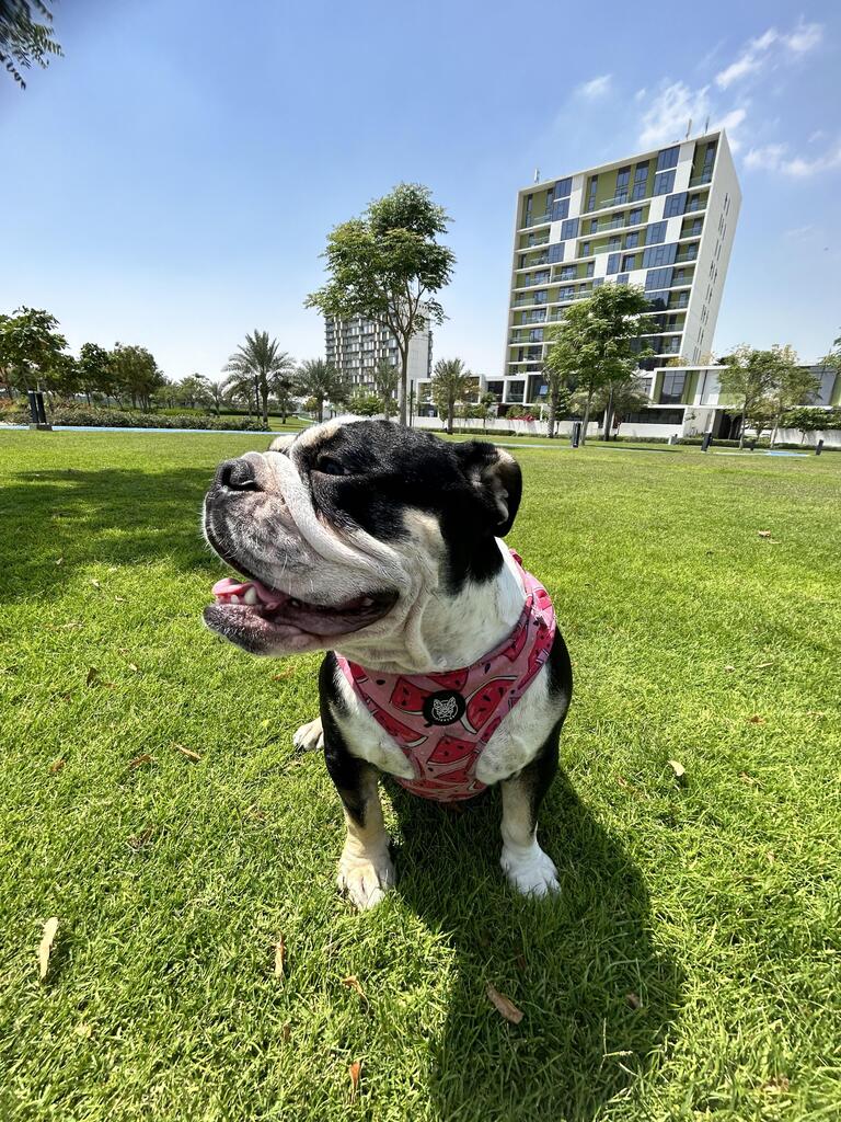 Bulldog Lover Worldwide (@BulldogsPuppies) / Posts / X