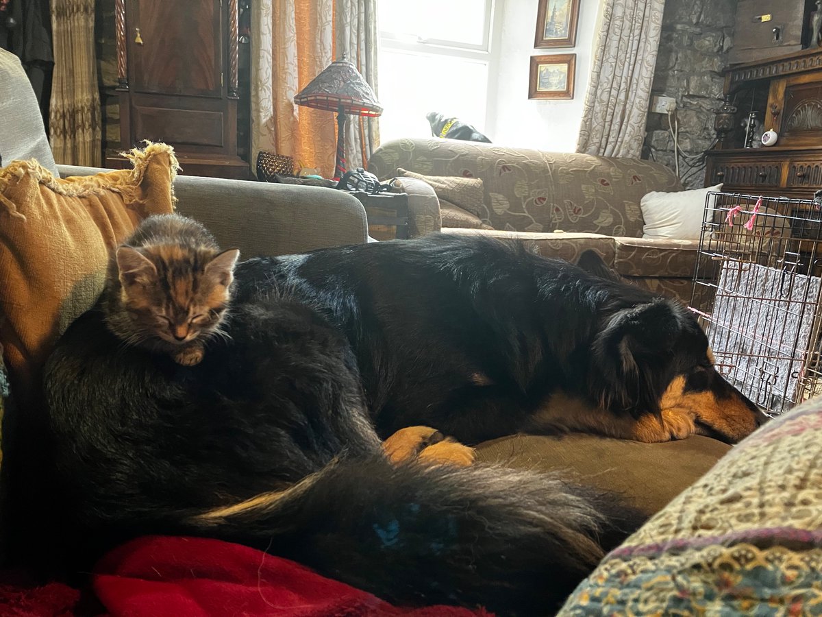 Sugar the growler-Vibuk tweet media