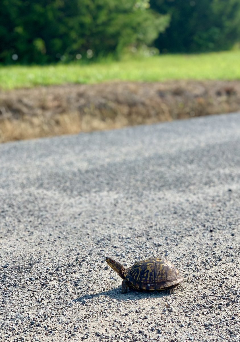 LisaRandall2020's tweet photo. If I’m late it’s because I stopped to help a turtle get across the road. 😊 #turtlecrossing https://t.co/LSgi5B0ph7