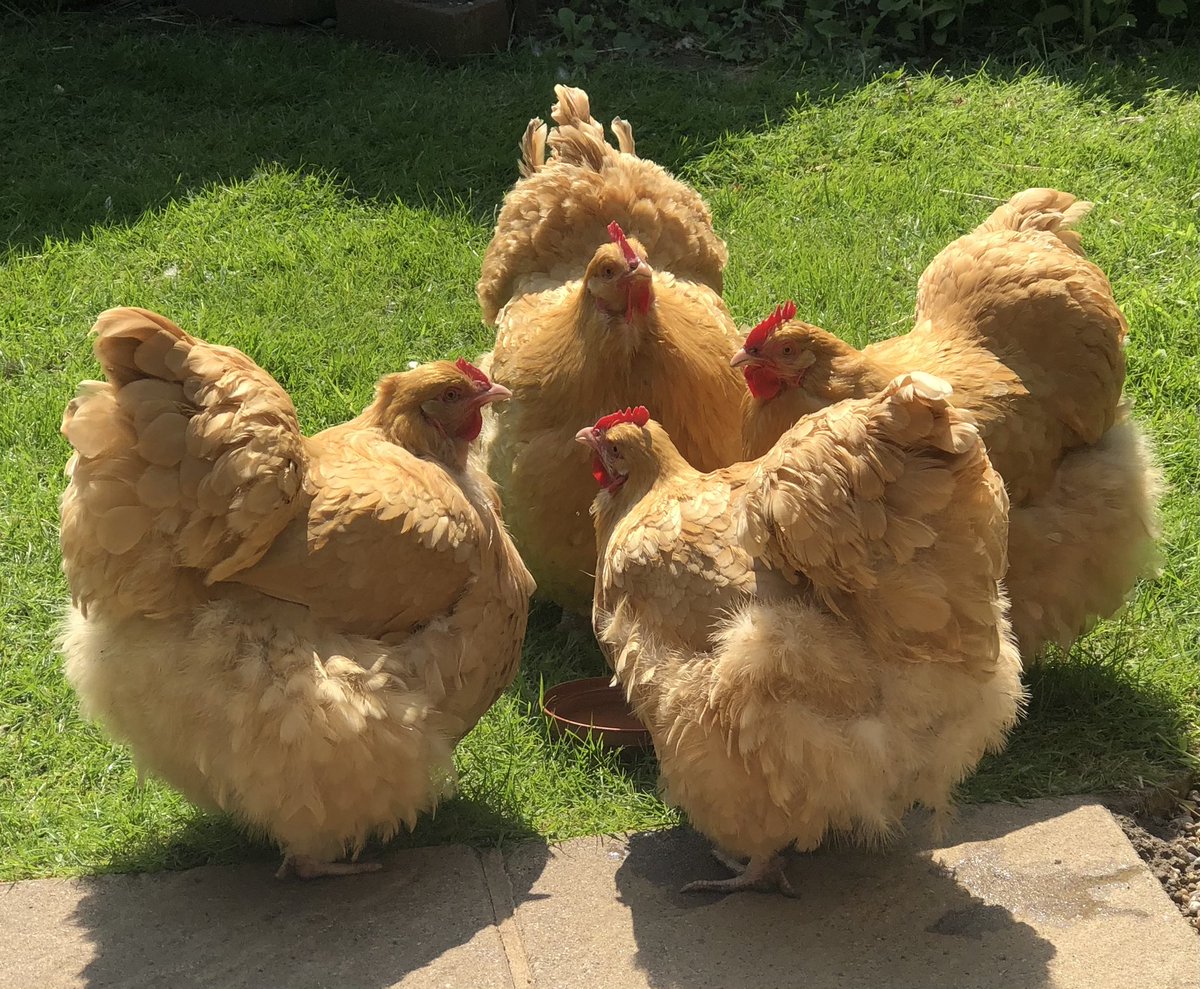 blacksmoke1033's tweet image. The council is deliberating