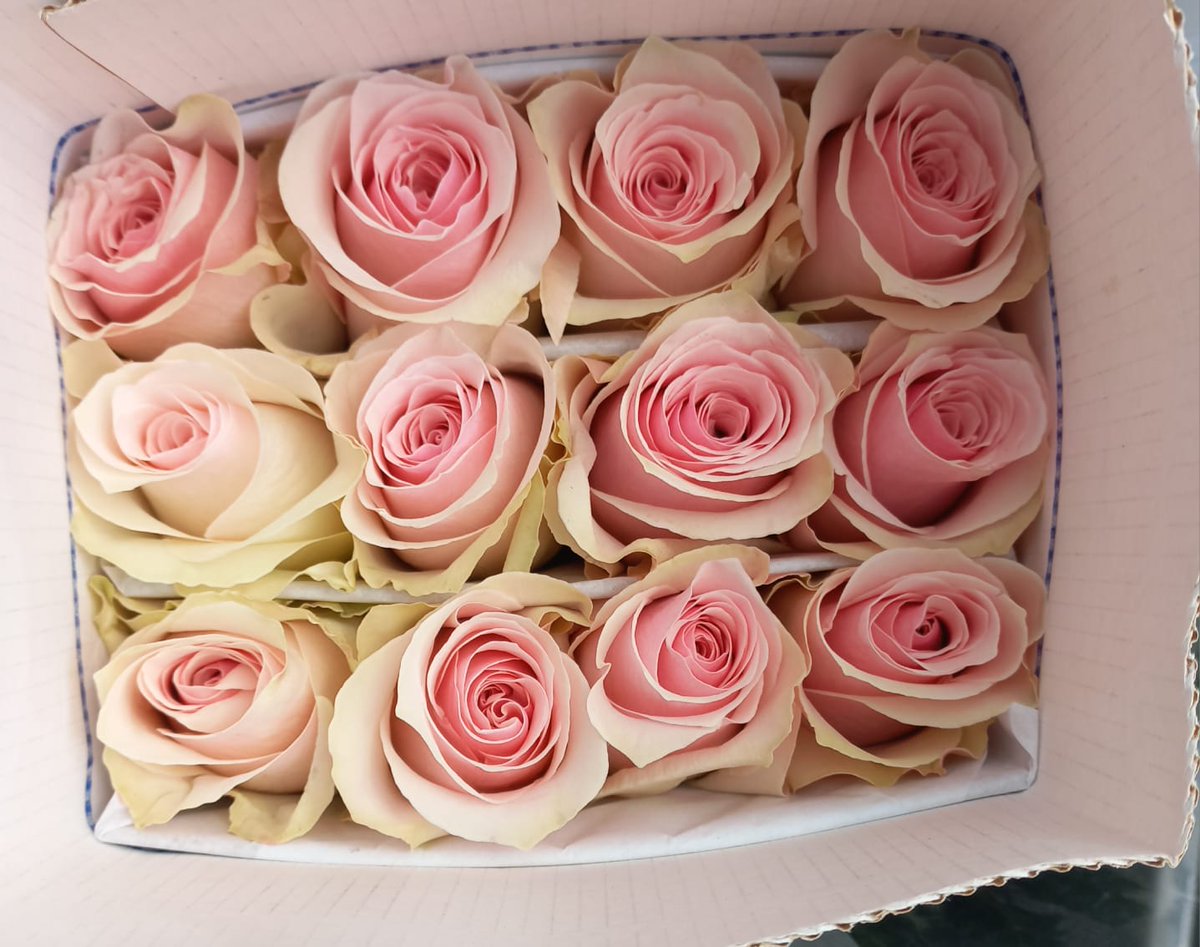 LatinSelections's tweet photo. Romantic House is sassy, yet gentle; with her baby-pinkish shade, Romantic House is capable of blending in well in any mixed bouquet but even much better as a mono-bouquet.

Wishing you a resourceful week ahead, filled with flowers.

#colourfulfuture #unitedselectionsbreeding https://t.co/n3fkQUNK4D