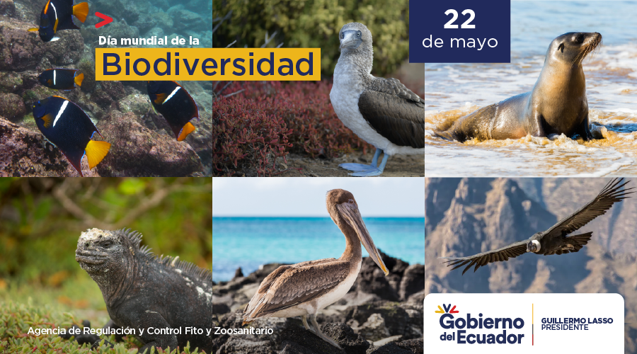 AgrocalidadEC's tweet photo. En el #DíaMundialDeLaBiodiversidad es necesario concienciar sobre la importancia de proteger los recursos biológicos y la biodiversidad global que conforma nuestra naturaleza. https://t.co/JQjYDbddS3