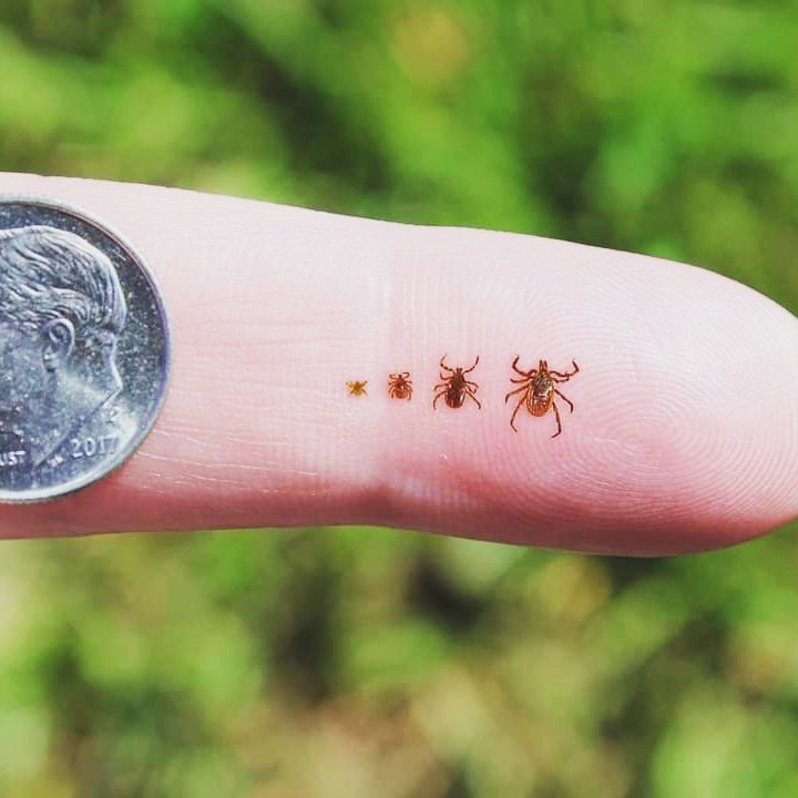 twinoaksnorthe1's tweet image. Tis the season! Check yourself, check your pets, check your family...

#getoutdoors #twinoaksnirthernoutdoors #manwithaplan #dontgettrapped