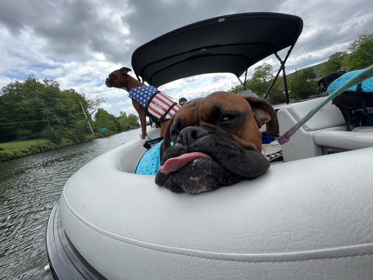 Amy’s Boxer Dogs tweet media